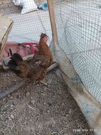 دجاجه وديج كويتي نضيف بياضات ودجاجه عرب خط اول اريدهن 75 رقم صاحبهن 07...