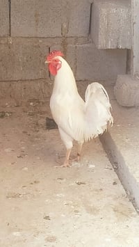 ديك • عربي • للبيع