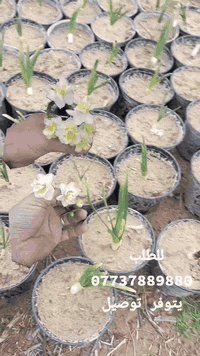 أسعد الله مسائكم بكل خير 🌹🌹
تفاصيل داخل الفيديو 
متوفر جملة+مفرد 
للطلب يتوفر توصيل لكل المحافظات
***********
#نرجس
#عطر_النرجس
#نرجس_ابيض
