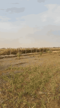 الف متر زراعي منطقة سفينه تعبر مفرك قبل توصل ديوان شمر مسيج بي ارسي مزروع السعر 50مليون ***********
