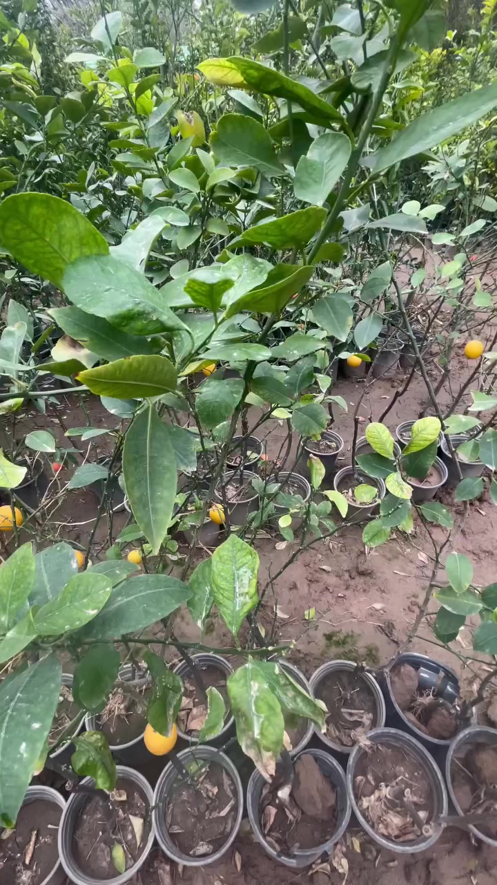 السلام عليكم يتوفر حامض عراقي حامل برتقال عراقي حامل لالنكي عراقي حامل كميات خير من الله واسعار جمله استفسار اتصل على الرقم *********** مكاني بغداد الكريعات
