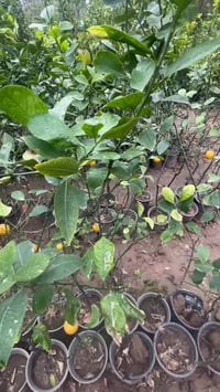 يتوفر حامض عراقي حامل برتقال عراقي حامل لالنكي عراقي حامل كميات خير من...