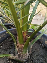 برحي نسيجي • مختبر فرنسي • ٣ سنوات