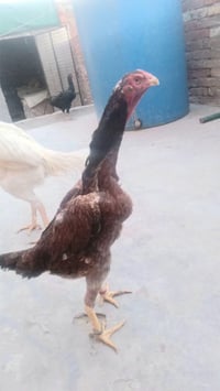 مستورد • جودة عالية