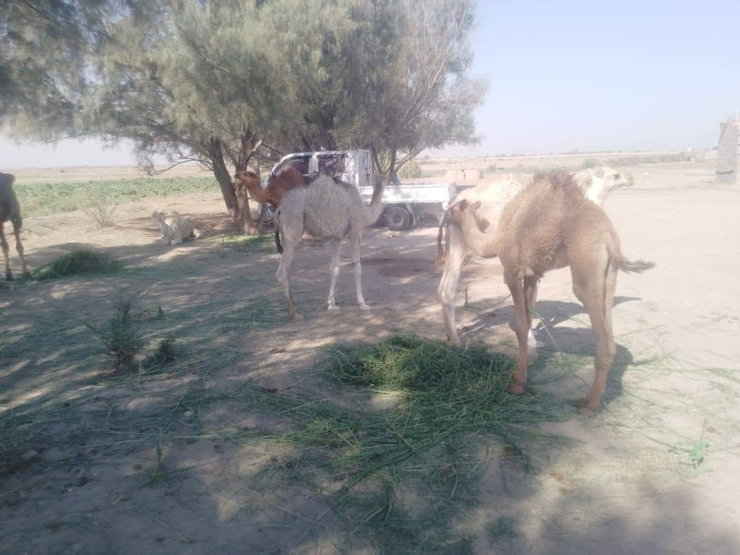 حيران للبيع عدد 6مكان الرفاعي ‏‪***********‬‏
