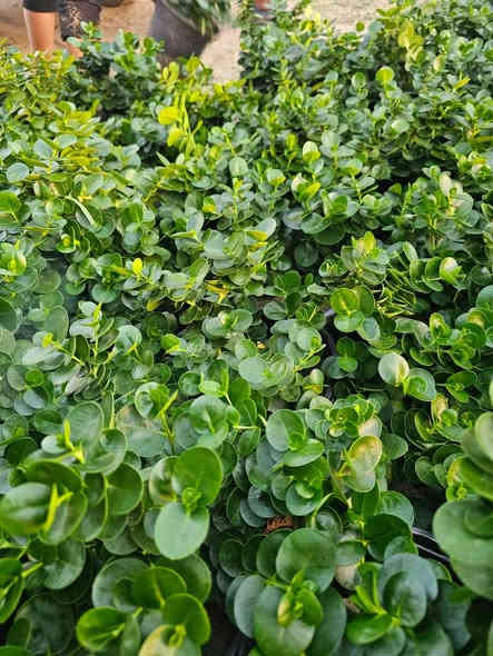 اهلا وسهلا 
بزبأئنا الكرام تم وبعون الله تجهيز وأتمام ألاشجار ألمعمره وبكافة الاصناف وذات المنظر الجميل وتجهيز بكافة الأحجام 
ألأستفسار ***********
 يوجد واتساب
