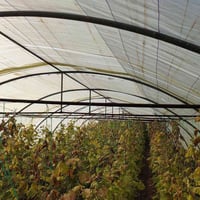 بيوت بلاستيكية • الغراف • ستندر ٢٤