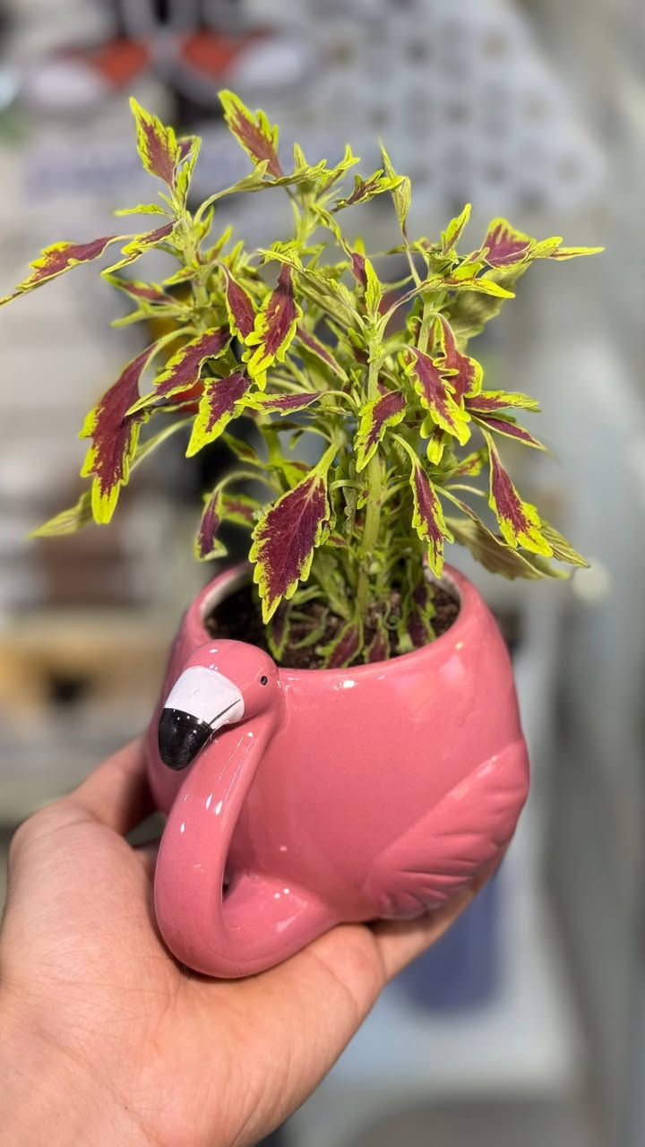 إذا تحب الزرع المرتب والجاهز 🌱
احنه نوفر سنادين مزروعة ومنسقة بشغل يدوي
بأسعار مناسبة للجميع


**إذا كنت صاحب هذا الإعلان وتريد حذفه لأي سبب، رجاءا أرسل رسالة إلى الدعم الفني**