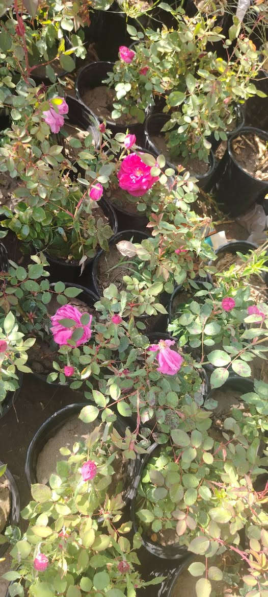 السلام عليكم يتوفر لدينا انواع الشتل الورد الجوري والورد الجهنمي والورد الياسمين وانواع المتسلق والورد الراسقي والورد شوك البحر انواع اشجار الفاكه عنوان المشتل واسط قضاء الاحرار الحسينيه بصف موكب المختار صف علوان ابو دهن مقابل عباس ناصريه


**إذا كنت صاحب هذا الإعلان وتريد حذفه لأي سبب، رجاءا أرسل رسالة إلى الدعم الفني**