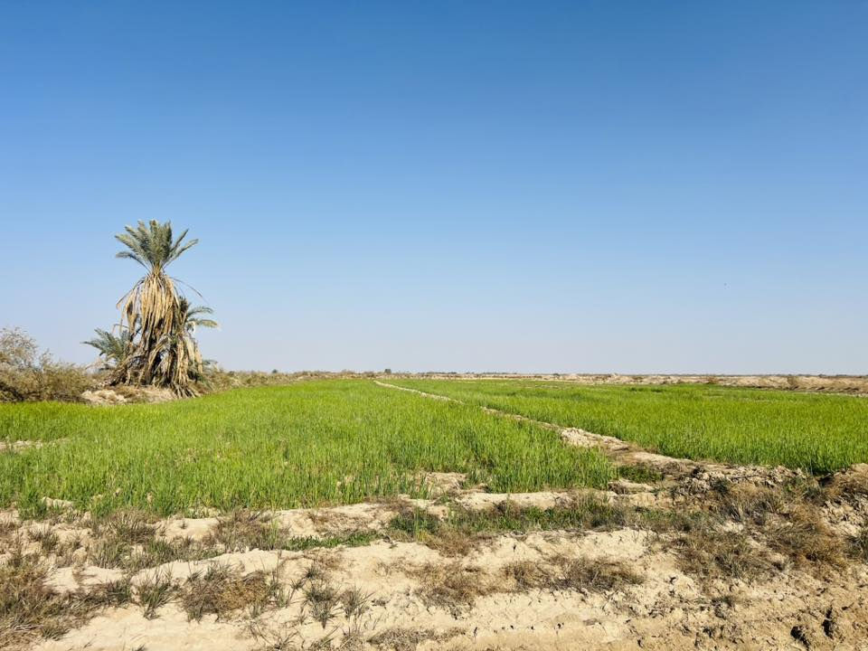 السلام عليكم
زرع للبيع المساحه 12دونم 
مكانه قضاء السدير خلف حي الزهراء بشط الهوا
رقمي ***********
