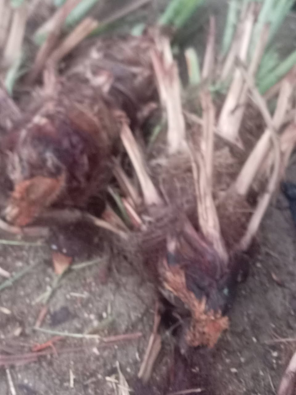 السلام عليكم يوجد فسلان ملون بربن حر
مكتومَ، شويثي، جبجاب، سلطاني، طبرزل. حمراوي،، زهدي اتصل ودلل يوجد توصيل ***********
