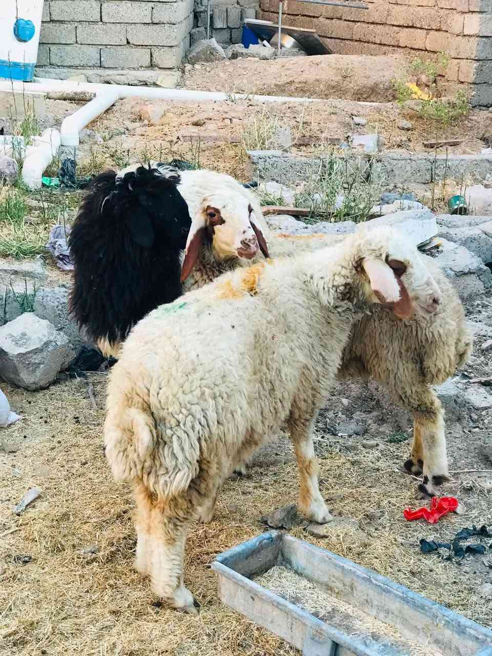 السلام عليكم دجات للبيع بعدهن مامبدلات نظاف مالات جنية السعر خاص الاتصال على الرقم ***********
