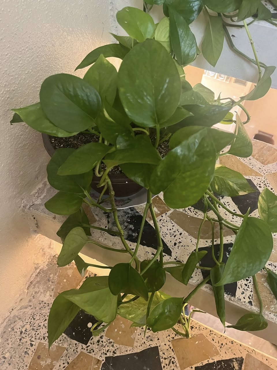 لبلاب طبقي متدلي 
لطلب والاستفسار مراسلة الصفحه يوجد خدمة توصيل خانقين


**إذا كنت صاحب هذا الإعلان وتريد حذفه لأي سبب، رجاءا أرسل رسالة إلى الدعم الفني**