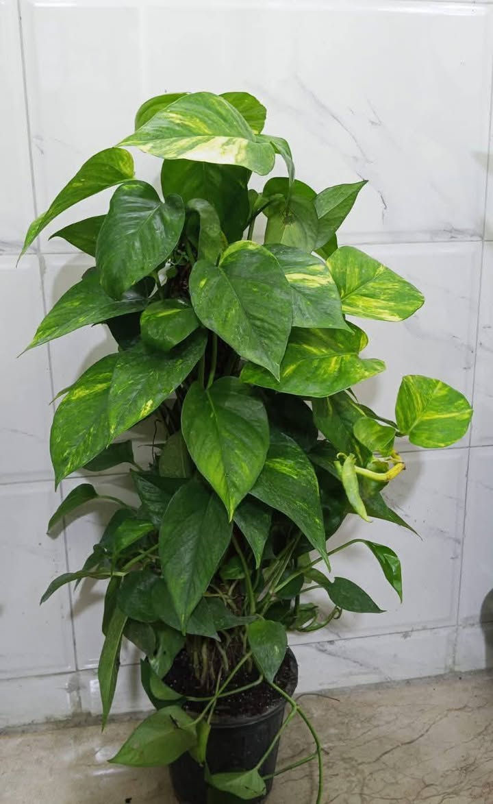 متوفر الان
اهلا وسهلا بكم


**إذا كنت صاحب هذا الإعلان وتريد حذفه لأي سبب، رجاءا أرسل رسالة إلى الدعم الفني**