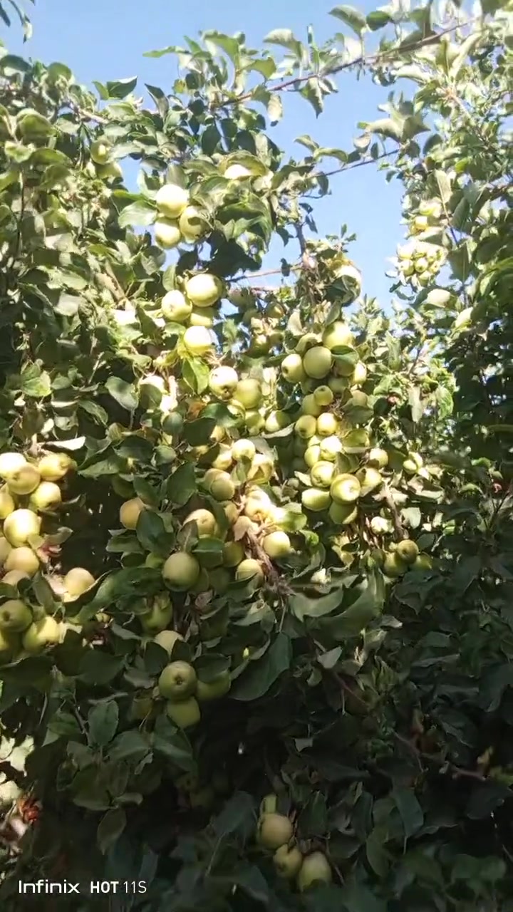 تفاح البيع النوع براهيمي الكميه خير من الله سعر الكيلو 350وبي مجال المكان قريت البيضه استفسار ***********
