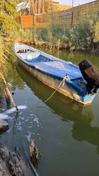 جينكوه • ١٥ ضراع • ابي الخصيب