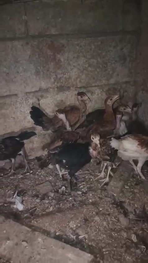 سلام علیکم اخوان متاح دجاجات للبیع كله خشن ماشالله عدد۱۲تك سعر الزوج ۲٥  والفراریج عمرهن ٤اشهر بیهن علمود الزوج  علی ۱۲شلع شراي یخابر او یراسل ***********
واتساب
سلام علیکم اخوان متاح دجاجات للبیع كله خشن ماشالله عدد۱۲تك سعر الزوج ۲٥  والفراریج عمرهن ٤اشهر بیهن علمود الزوج  علی ۱۲شلع شراي یخابر او یراسل ***********

