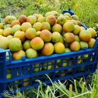 تطعيم السدر • قضاء النصر • مشاتل ومزارع