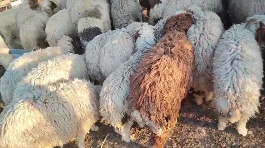 طليان للبيع زوج ٨٥٠٠٠٠
مكان خانقين
علف شعير درجه أولى 

رقم موبايل ***********
