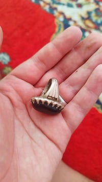 شفه العبد • صياغه فول • ميسان