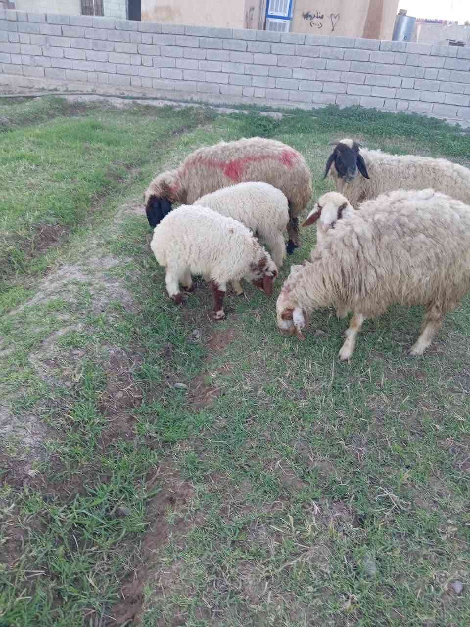 نعاج مولدات للبيع ***********
