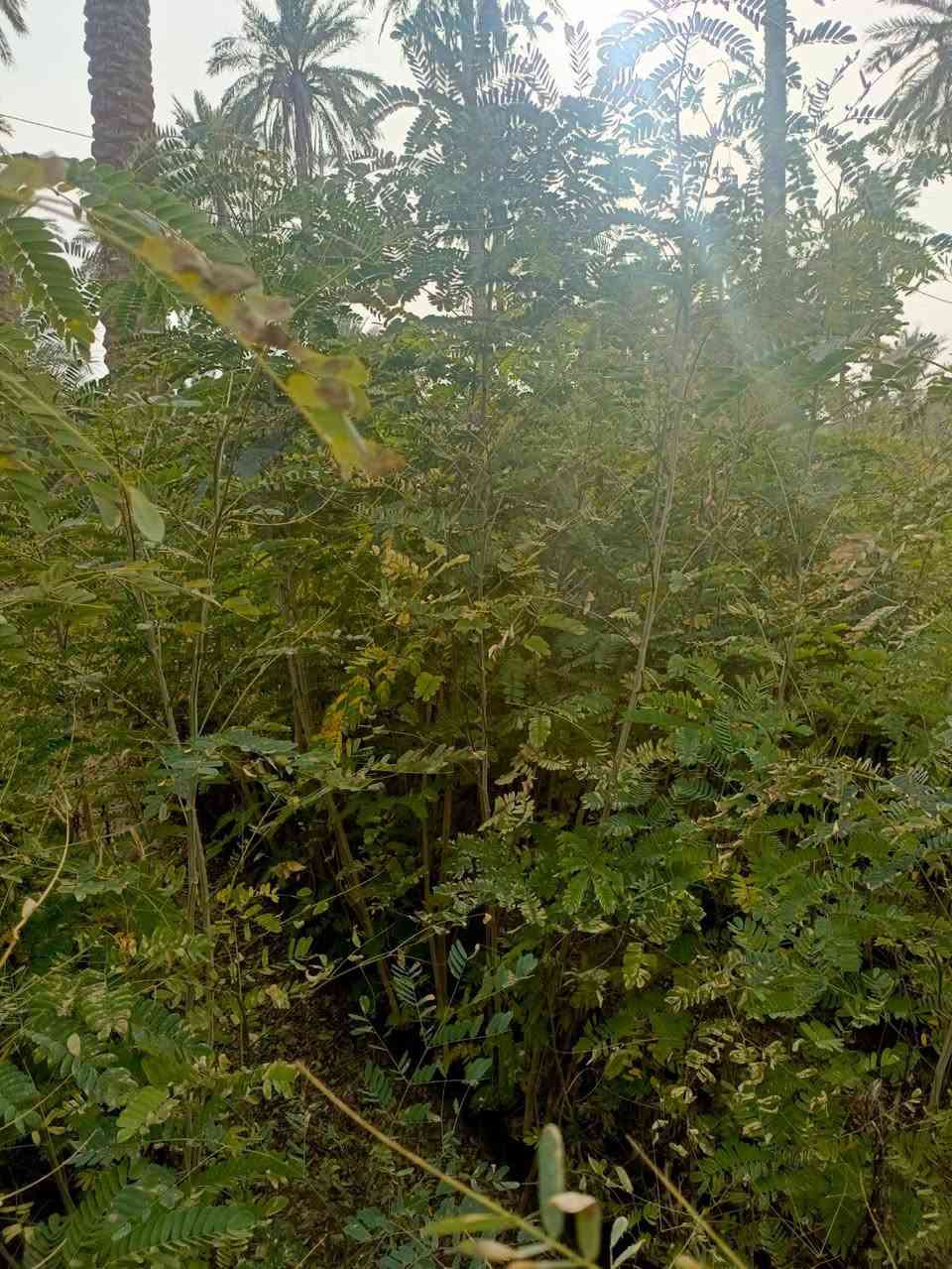 البيزيا ارتفاع متر ونص الى مترين جيس الرقم ***********
