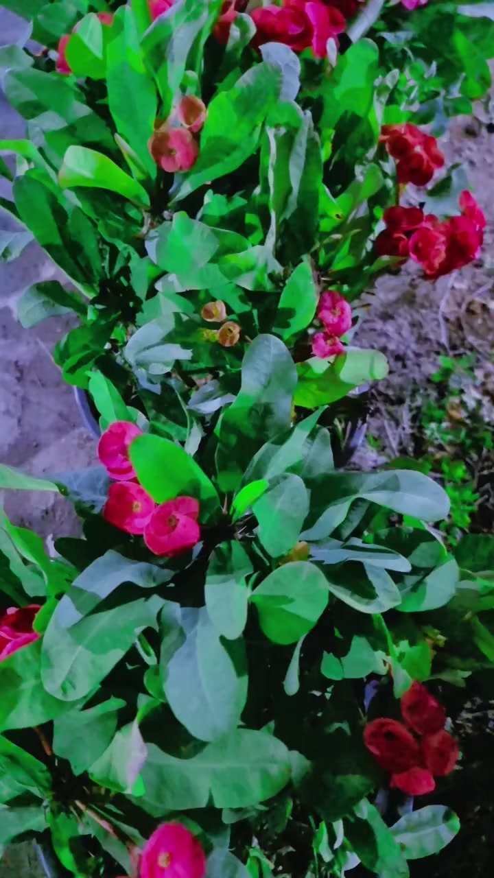 شوكه المسيح حجم كبير 
 مشتل الصنوبر قرب جامعه المثنى الباب الجانبي


**إذا كنت صاحب هذا الإعلان وتريد حذفه لأي سبب، رجاءا أرسل رسالة إلى الدعم الفني**