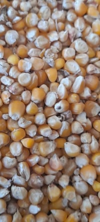 ذرة علفية سامراء • درجة أولى • واسط الزبيدية