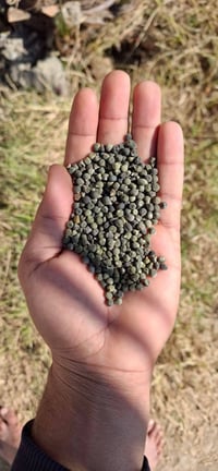 بذور باميه • مال السماوه • درجه اولى