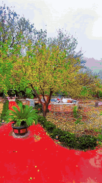 مزرعة للايجار اليومي بغداد
