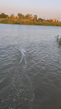 قارب احترافي • سرعة ٤٠ كم • نقص شاحنة