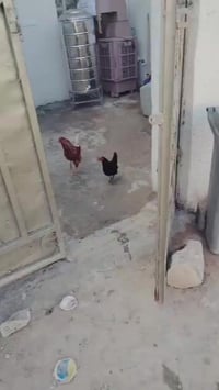 بيت باسمي • ١١٠م • منطقة الساحرون