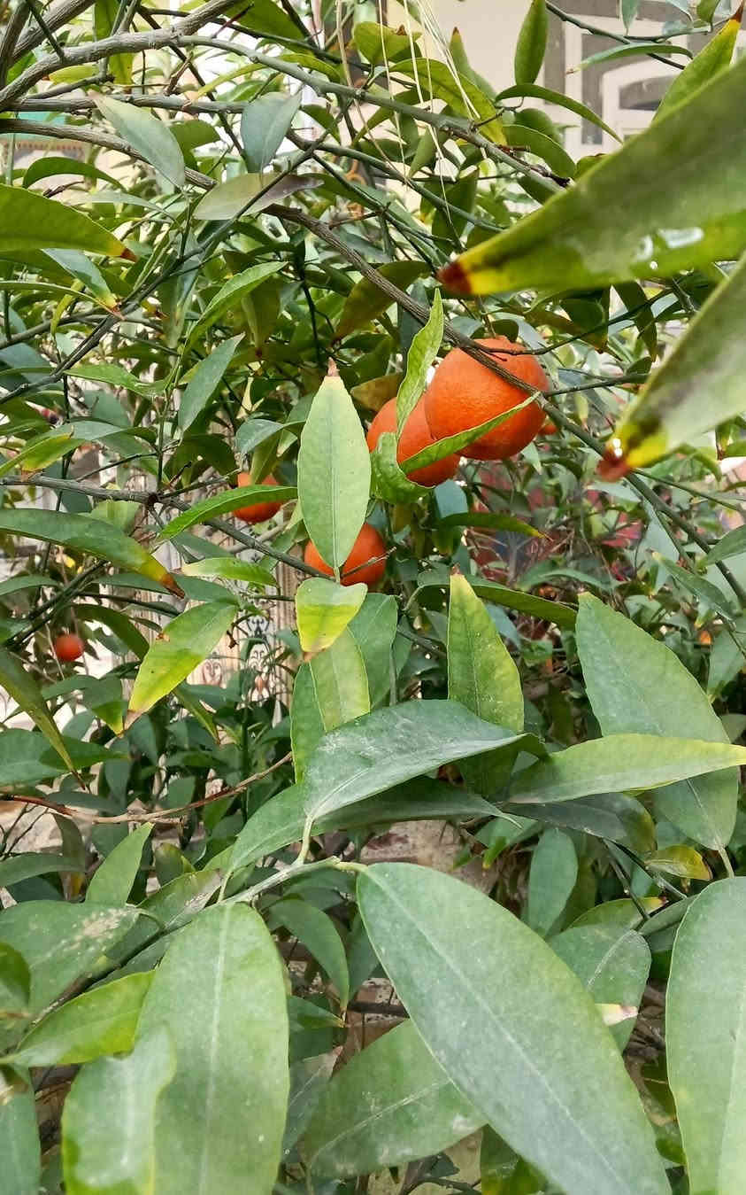 اللهم صلِّ على سيدنا وحبيبنا ونبينا محمد 🌺

السلام عليكم ورحمة الله وبركاته 🩶
اهلنا وحبايبنا في واسط❤❤
حييتم اهلًا
ونزلتم سهلًا

تدور على طعم الاصيل؟
تدور على شغل نظيف من ايد اهلها؟
تعال جرب مدكوكة الجحيشي بالجاون العراقي بطعم سمسم 😋😘

🥄مدكوكة أصلية
🟥مدكوكة بالجاون العراقي مثل ما سووها اجدادنا،، 
🟥طعم سمسم يفتح النفس ويغني الاكلة 😋😘😚
🟥شغل نضيف،، ترتيب ودكة تشرف❤️‍🔥

🍽الجحيشي ابن حامد ذهيب يشتغل بكل اكلات العرب،،

🌿فوائد المدكوكة**
🩶نكهة قوية طبيعية بدون اضافات☺️😉
🩶السمسم معروف بقيمته الغذائية🌺❤
🩶مقوي عام ومنشط فعال😋❤️‍🔥❤️‍🔥
🩶يعطيك طاقة والطعم غني عن التعريف☺️❤

📢مع الجحيشي..
نقدملك طعم العراقي الاصيل
حتى كل بيت عراقي يكول:-
هذا هو الطعم صح🇮🇶

🟤جربها مرة..وتبقى تطلبها دوم
ابن حامد ذهيب الجحيشي 
(ابو رسول عامر الجحيشي) 
شغله غني عن التعريف ومذاق اكله لا يقدر بثمن 

العنوان:-
الصويرة_قرية جويميسة الغربية 
للحجز وطلب 
الاتصال على الارقام التالية:-
***********
***********

🚕تتوفر خدمة توصيل داخل الصويرة
