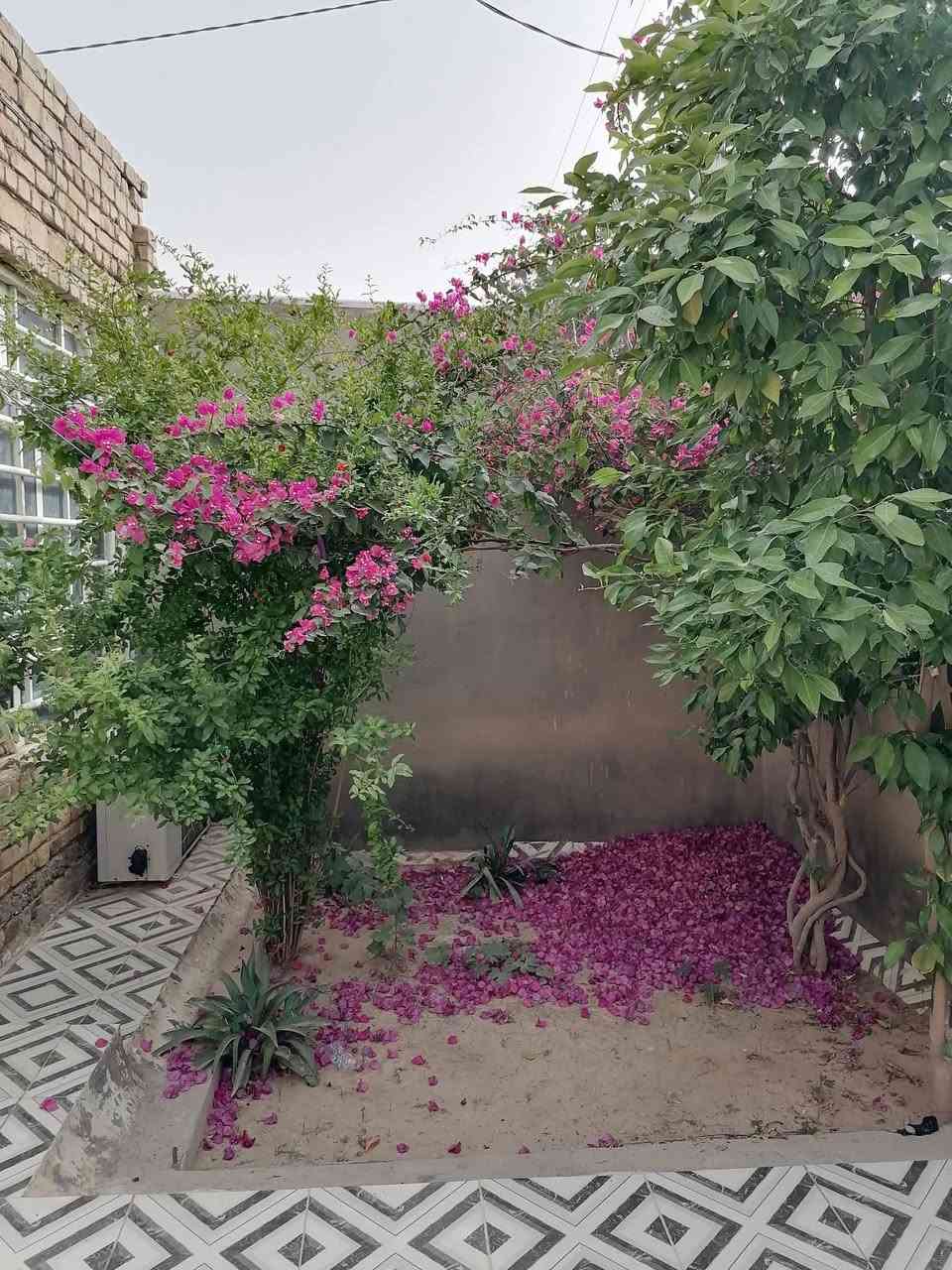 دار للبيع – طابو  زراعي سند 25 

المساحة: 200 متر، الواجهة: 10 متر
الموقع: حي  الزيتون شارع 30 – قرب اسواق حيدر
البناء  طابوق عگادة  
المحتويات: استقبال، صالة، مطبخ، 
غرفة نوم، عدد (2) صحيات داخليه خارجيه + ممر 
الحالة: جاهز للسكن 
يحتوي على فضله  اماميه حاليا حديقة 10 امتار + حديقة داخليه
#السعر  55  وبيه مجال  قليل 
للاستفسار   ***********
#ملاحظة: البيت مسجل بلديه ومرقم 
يفصل عن الطابو فقط شارع 30 الحولي
