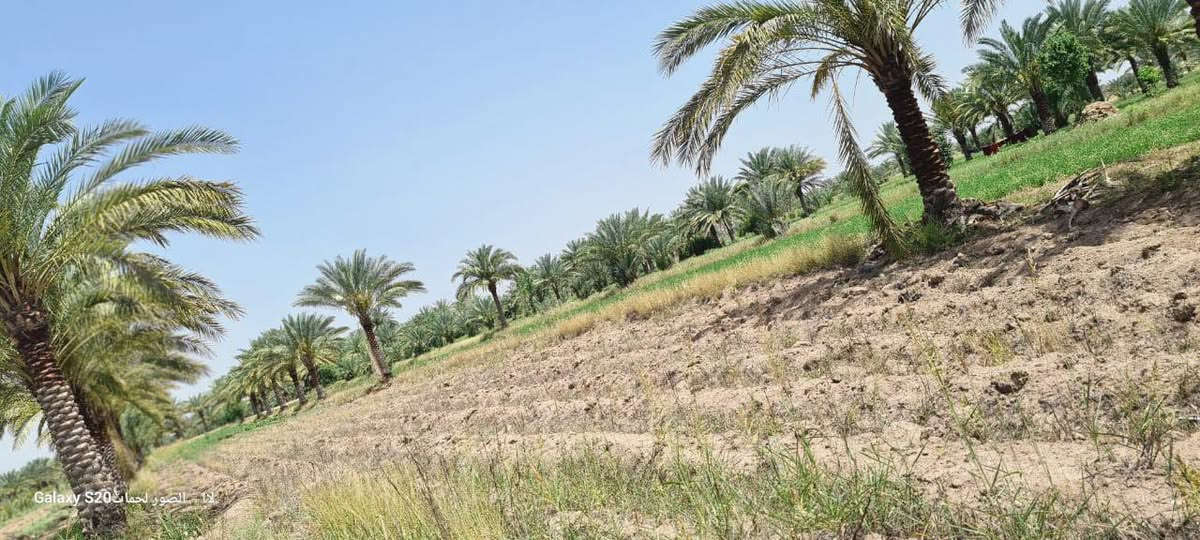 السلام عليكم ارض طابو زراعي سند 25 المساحه 4دونم مع بيت بناء حديث مع رباط مكاني بابل ابو غرق خلف مجمع الكوثر السكني التبليط يبعد مسافه 300متر 
***********
***********
