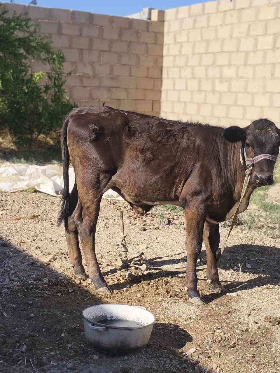 السلام عليكم حوليه للبيع نوعيه فول من جنس زين للستفسار اتصل وتدلل ‏‪***********‬‏
