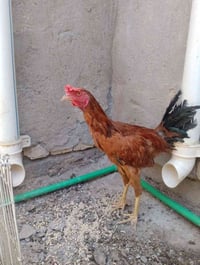 ديج • ديك • دجاج • حيوانات للبيع • طيور للبيع • الرفاعي