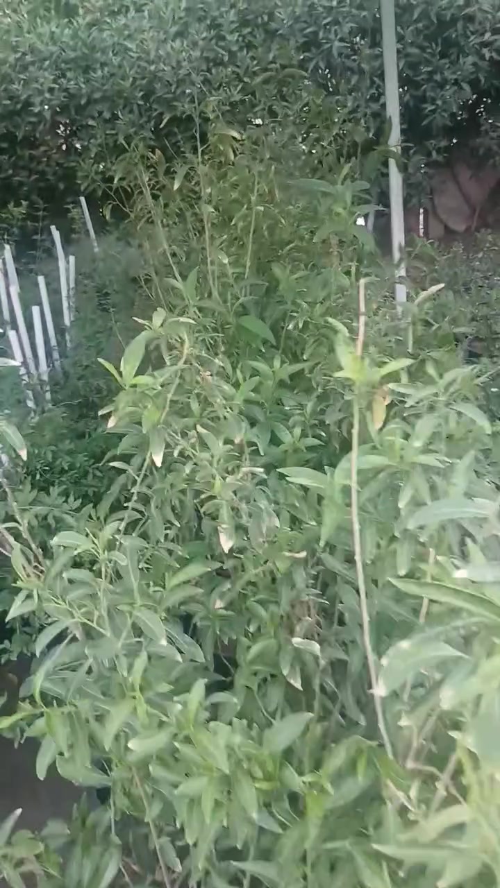 مشتل الزهور حي ميسان مقابيل مصرف الدم


**إذا كنت صاحب هذا الإعلان وتريد حذفه لأي سبب، رجاءا أرسل رسالة إلى الدعم الفني**