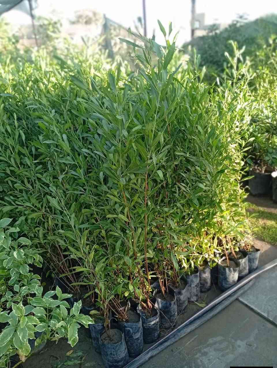 #عرض_خاص🔥
ددونيا لتحديد الحدائق ارتفاع متر وربع او اكثر♥️
بسعر 1000دينار فقط
يوجد لدينا خدمة توصيل لكافة احياء مدينة الموصل 
***********
