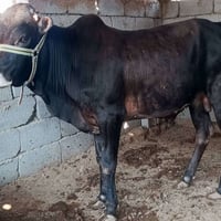عجل • سمين • ناصرية سيددخيل