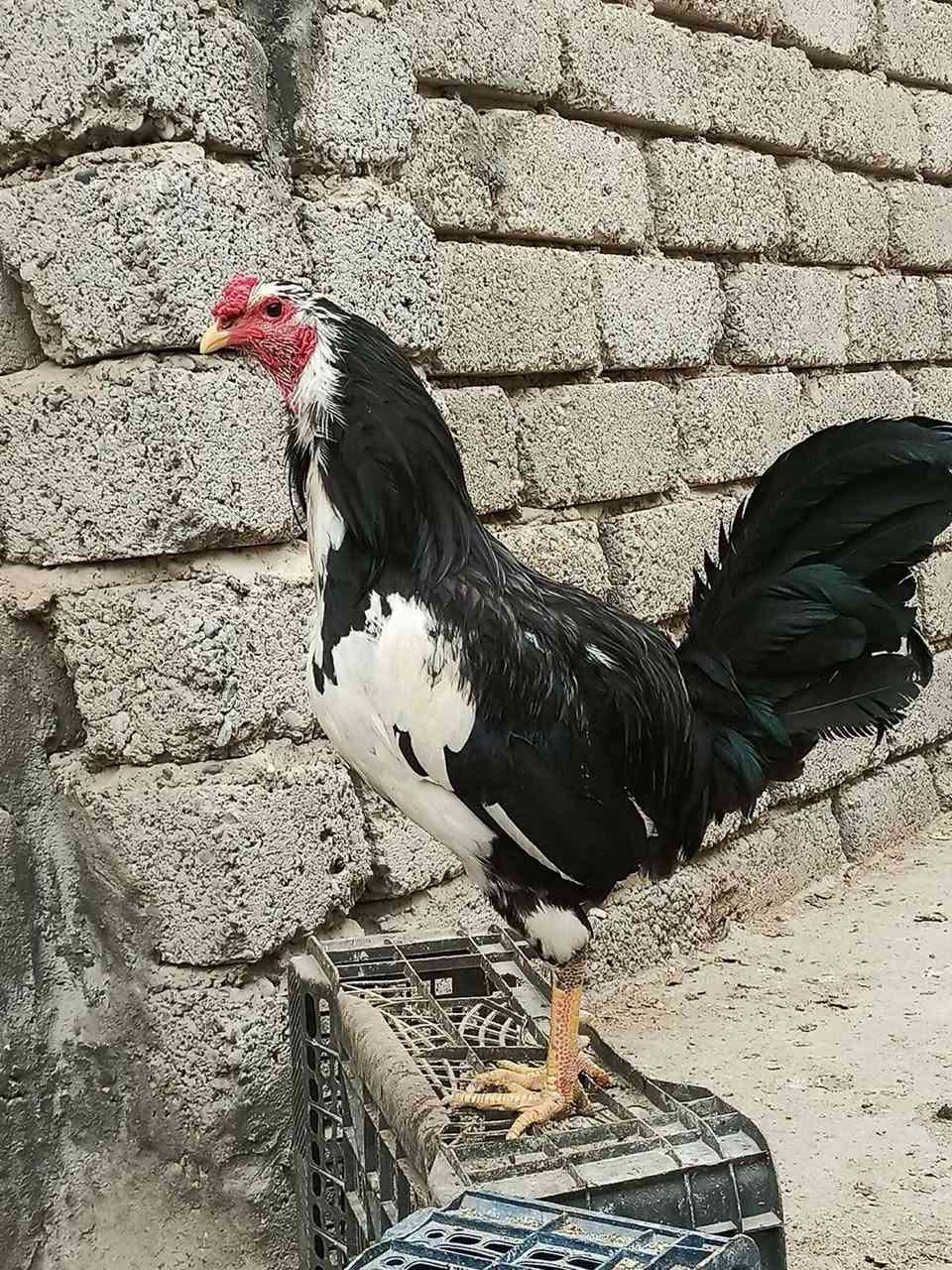 سلام عليكم للبيع بيض هندي بوتاني سعر التوصيل  ***********
