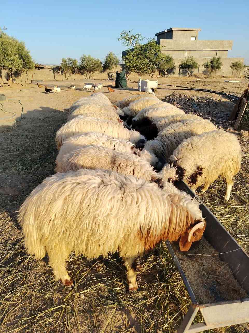 السلام عليكم ورحمة الله وبركاته
للبيع
طليان مال ربط عدد 19
الاتصال على الرقم ***********
