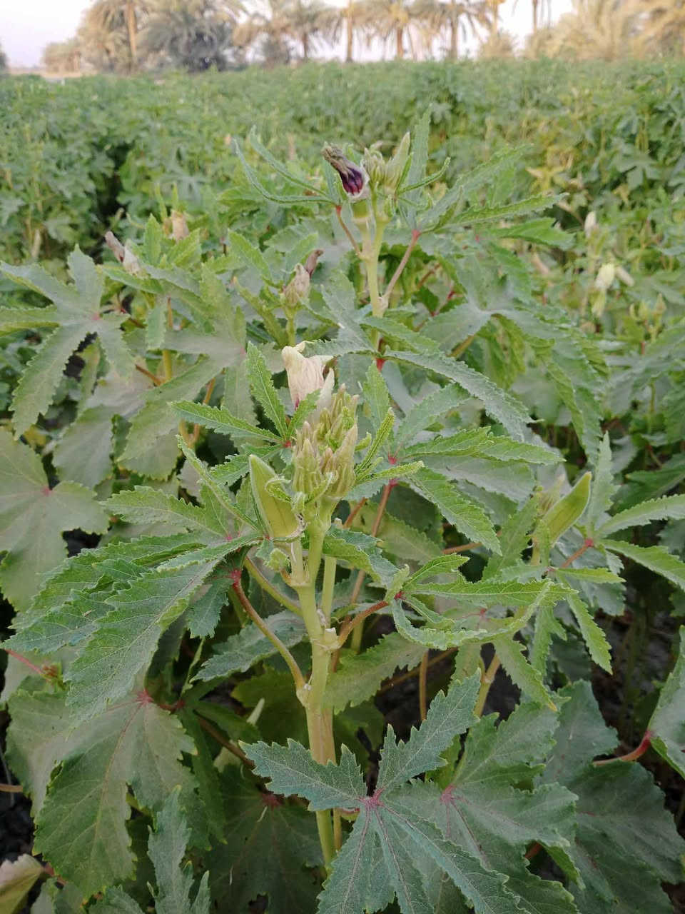 يوجد بذور بانيه درجه اولى الاستفسار ***********
