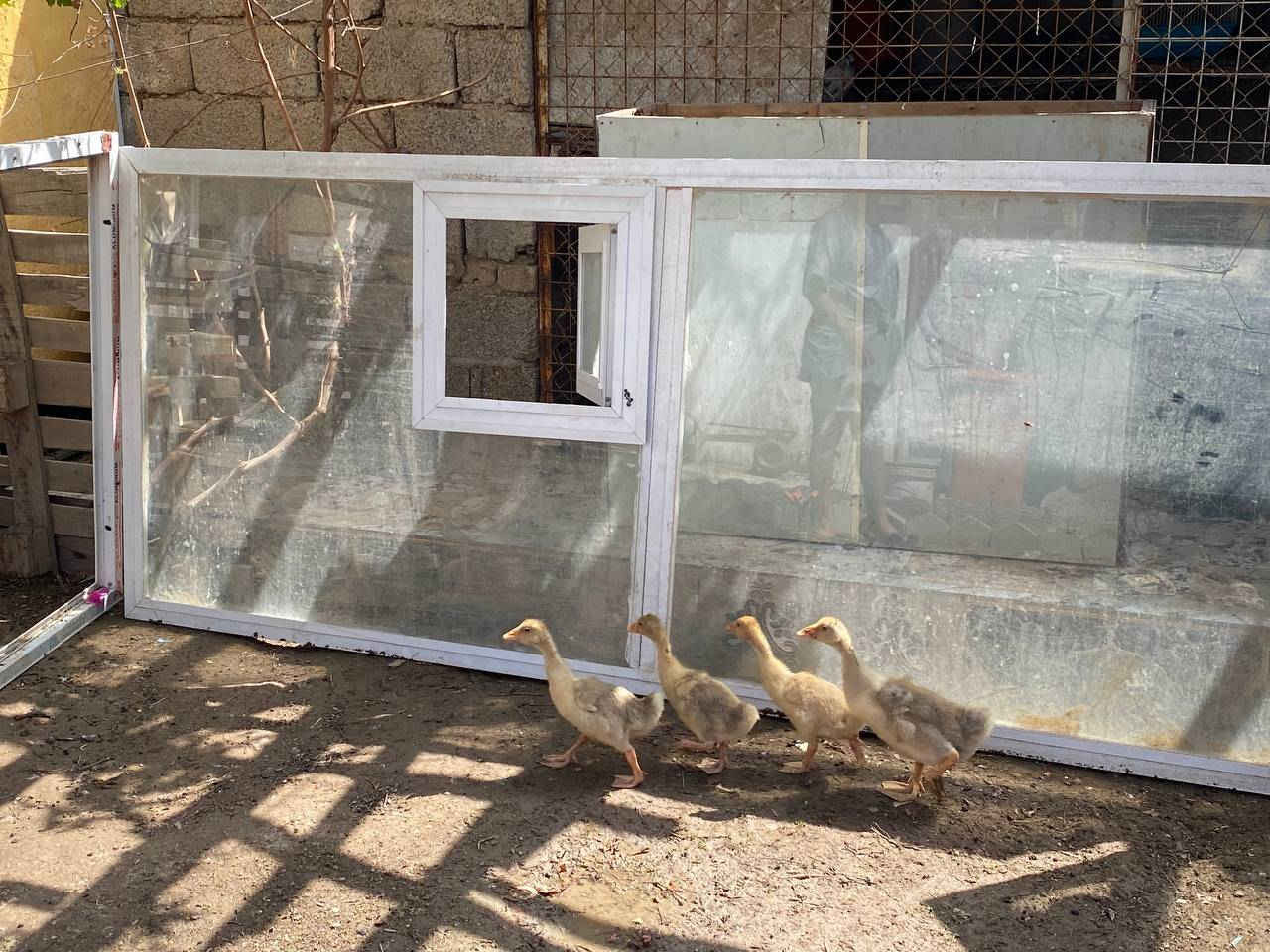 جام خانه زجاج 6ملم يصير واجهة مخبز او قاطع منور او محل السعر 55 المكان حي الحكيم ***********
