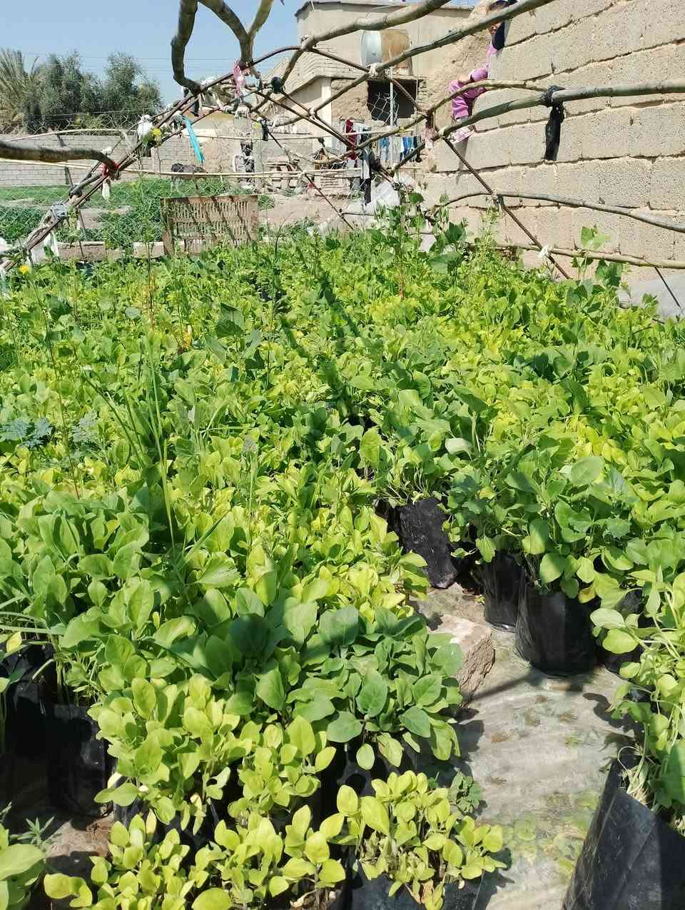 السلام عليكم ورحمه الله وبركاته
يوجد شتل 
1-باذنجان اخضر وباذنجان اسود 
2-فلفل حلو كبار و فلفل حار كرون 
3-طماطه 
4-شجر 
للراغبين بالشراء غدا صباحا
للاتصال 
زين ***********
اسيا ***********
السعر 2000 الكيس الواحد
