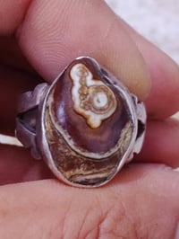 داودي • مهبهب • مصور