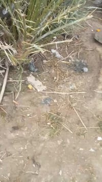 فسائل • حلاوي سواير • هوير شلهة الحجاج