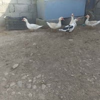 ٥ بطات • زوج قاز