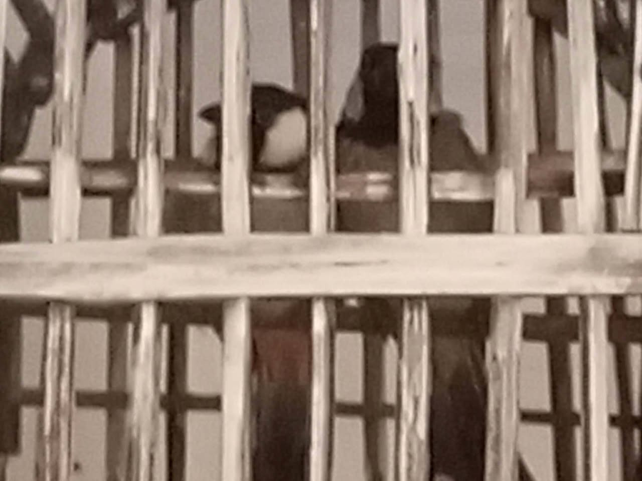 هذا رقمي ***********من رخصت الادمن العنوان بغداد حي العامل تفاصيل داخل الفديو
