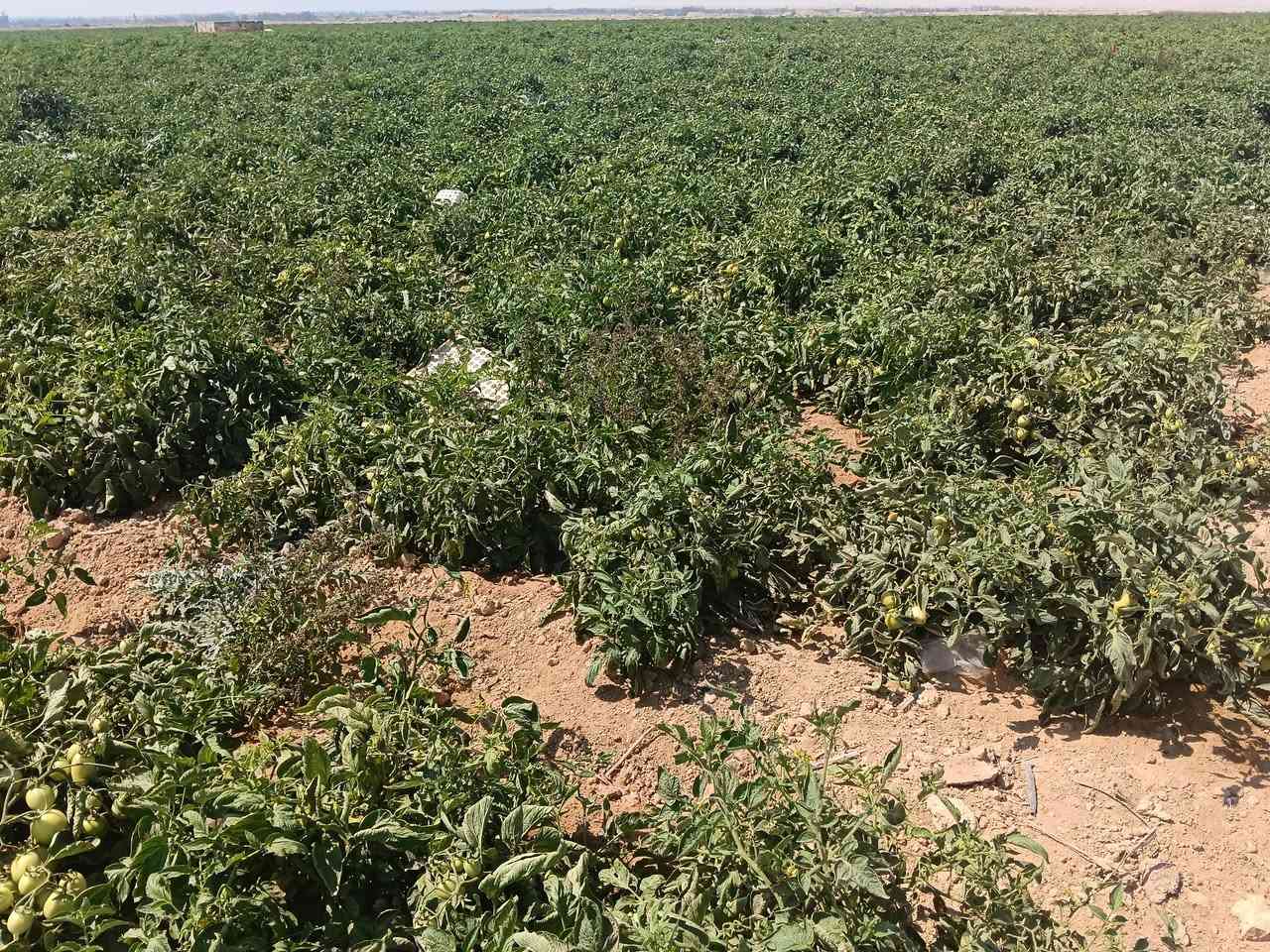 💥 فرصة ذهبية للاستثمار الزراعي الحقيقي! 💥
امتلك دلوقتي 60 فدان أرض زراعية في موقع مميز داخل محافظة الإسكندرية 🌿 

✅ ملك بعقد رسمي+ كرت فلاح
✅ ري ارتوزي +بحاري 
✅ أرض خصبة تزرع جميع أنواع المحاصيل 🌾
✅ مناسبة لكل أنواع الأشجار والمشروعات الزراعية 🌳
✅٠  صور الارض من أرض الواقع 100%

💰 فرصة قوية للمستثمرين أو اللي بيدوروا على توسع زراعي مضمون
🙏 ربنا يبارك لصاحب النصيب

📞 للتواصل: 01123299941
                   01282229724


**إذا كنت صاحب هذا الإعلان وتريد حذفه لأي سبب، رجاءا أرسل رسالة إلى الدعم الفني**